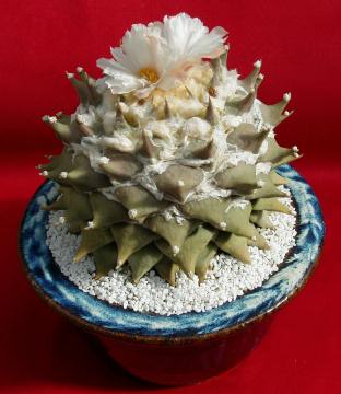 ariocarpus retusus03