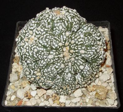 astrophytum asterias02