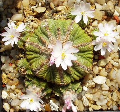 aztekium ritterii01