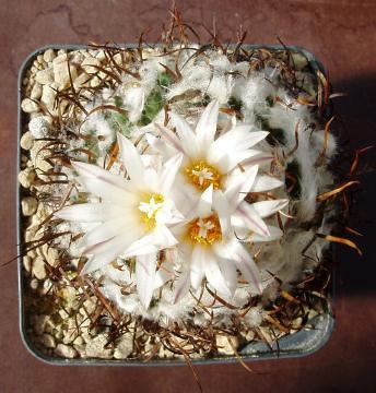 turbinicarpus gracilis01