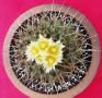 thelocactus lophothele01